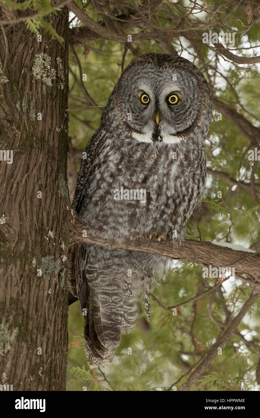 Grande Grigio Allocco (Strix nebulosa) Foto Stock