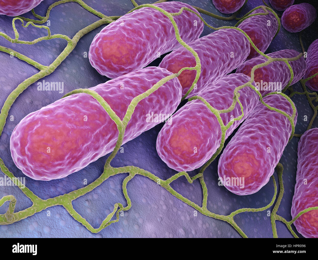 La cultura di batteri di salmonella.3 D'illustrazione Foto Stock