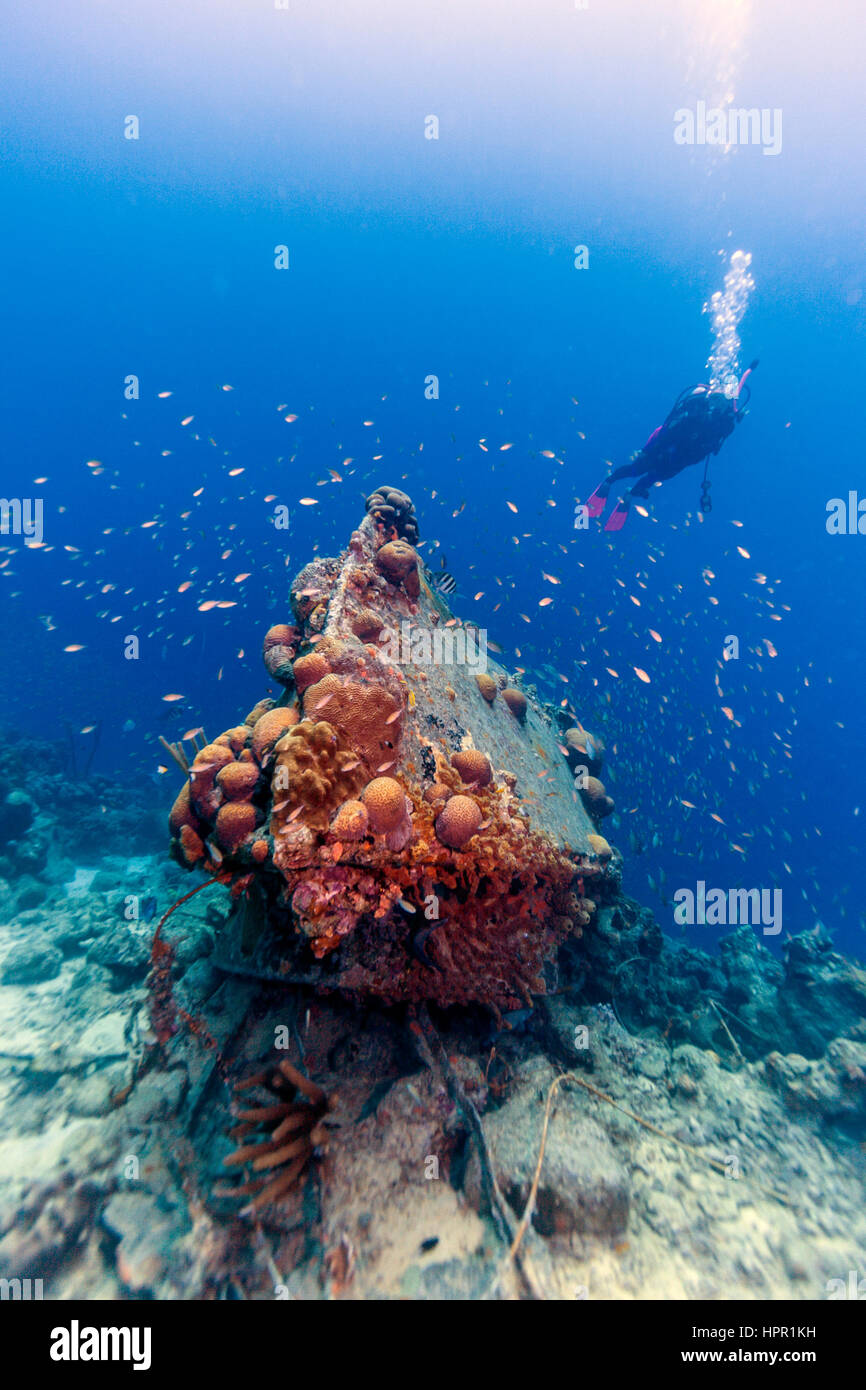 Coral reef in mare Carbiiean con relitto off costa di Bonaire Foto Stock