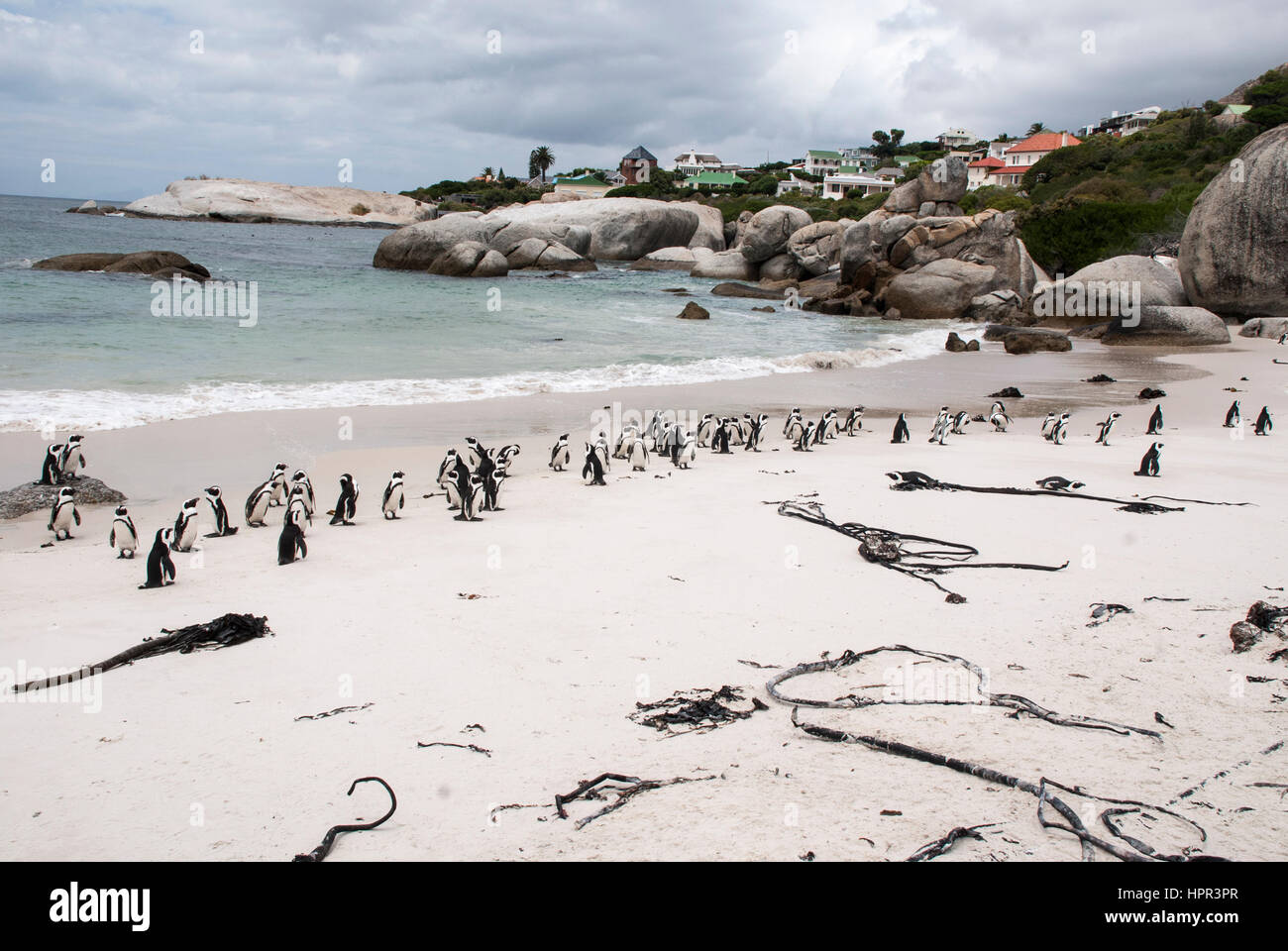 African colonia di pinguini a Boulders Beach, Sud Africa Foto Stock