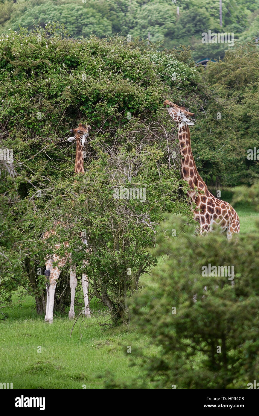 Foto di una coppia di Giraffa Rothschild alimentazione dalla cima di un albero con più alberi nel terreno indietro Foto Stock