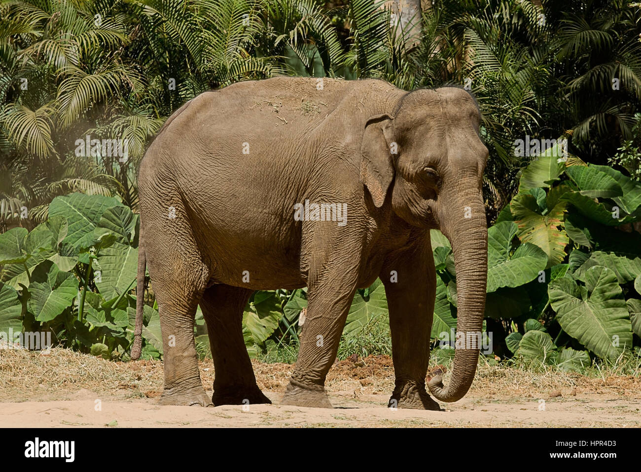 Foto di una femmina di elefante asiatico in piedi sotto il sole Foto Stock