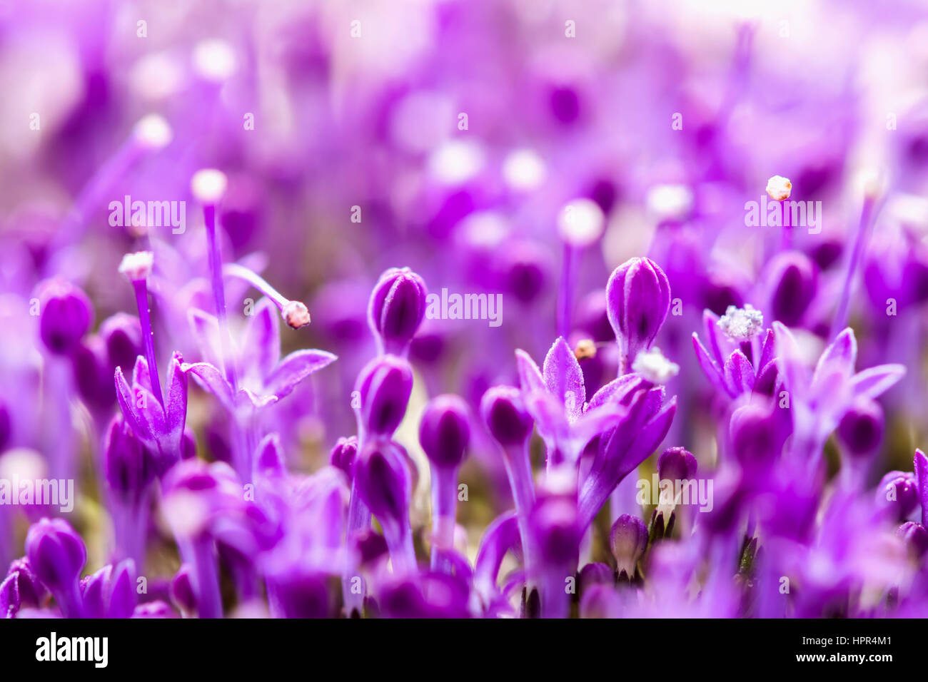 Fine astratto freschi fiori lilla close-up, vista macro. Bella naturale sfondo floreale, sempre alla moda e moderno di colore. Concetto di momenti vivaci Foto Stock