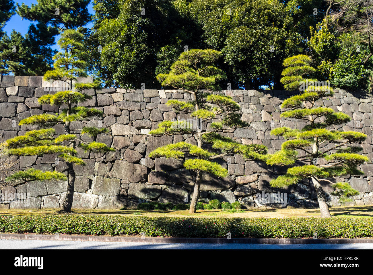 Giapponese di pino nero di alberi di fronte a una pietra in granito in parete est Giardini di Tokyo Imperial Palace. Foto Stock