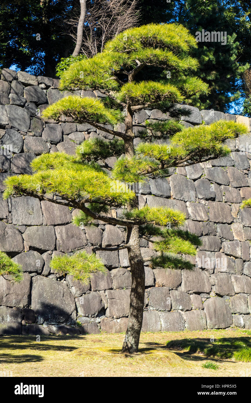 Un giapponese a pino nero nella parte anteriore di una pietra di granito in parete est Giardini di Tokyo Imperial Palace. Foto Stock