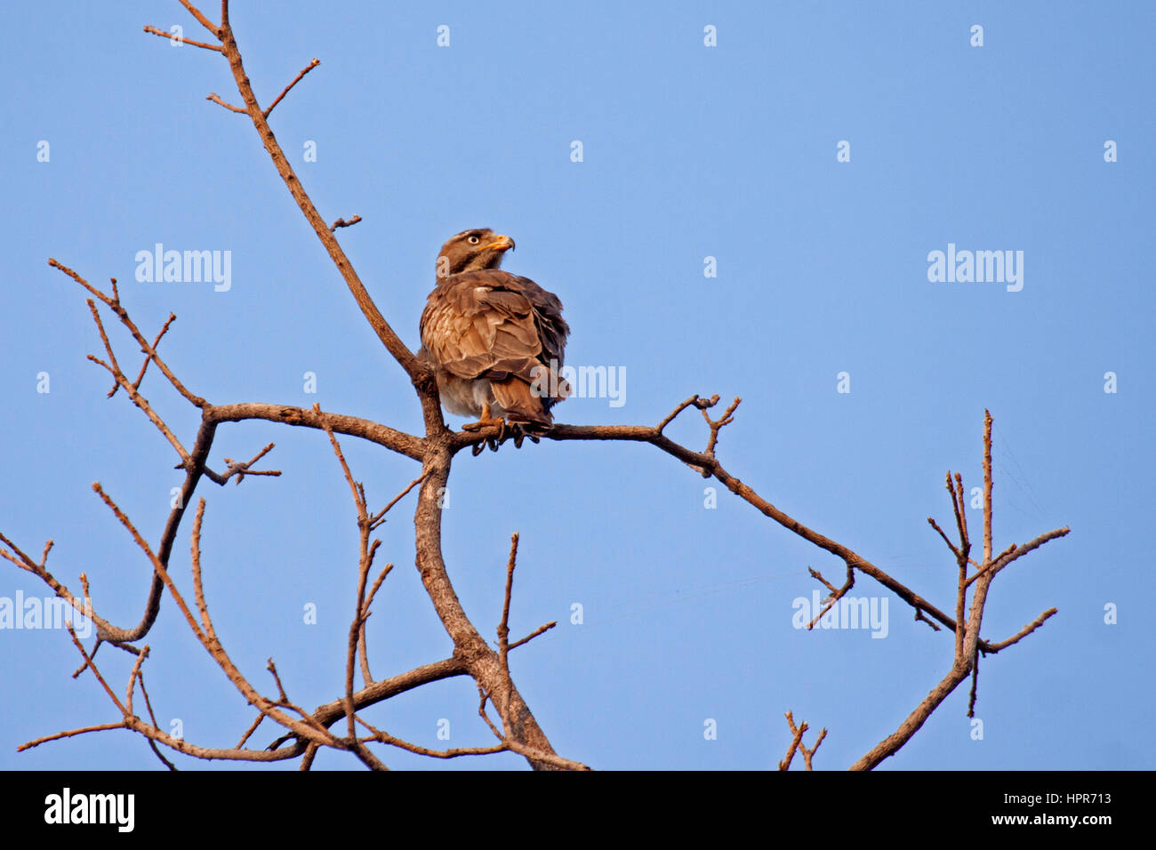 White eyed buzzard arroccato su albero in India Foto Stock