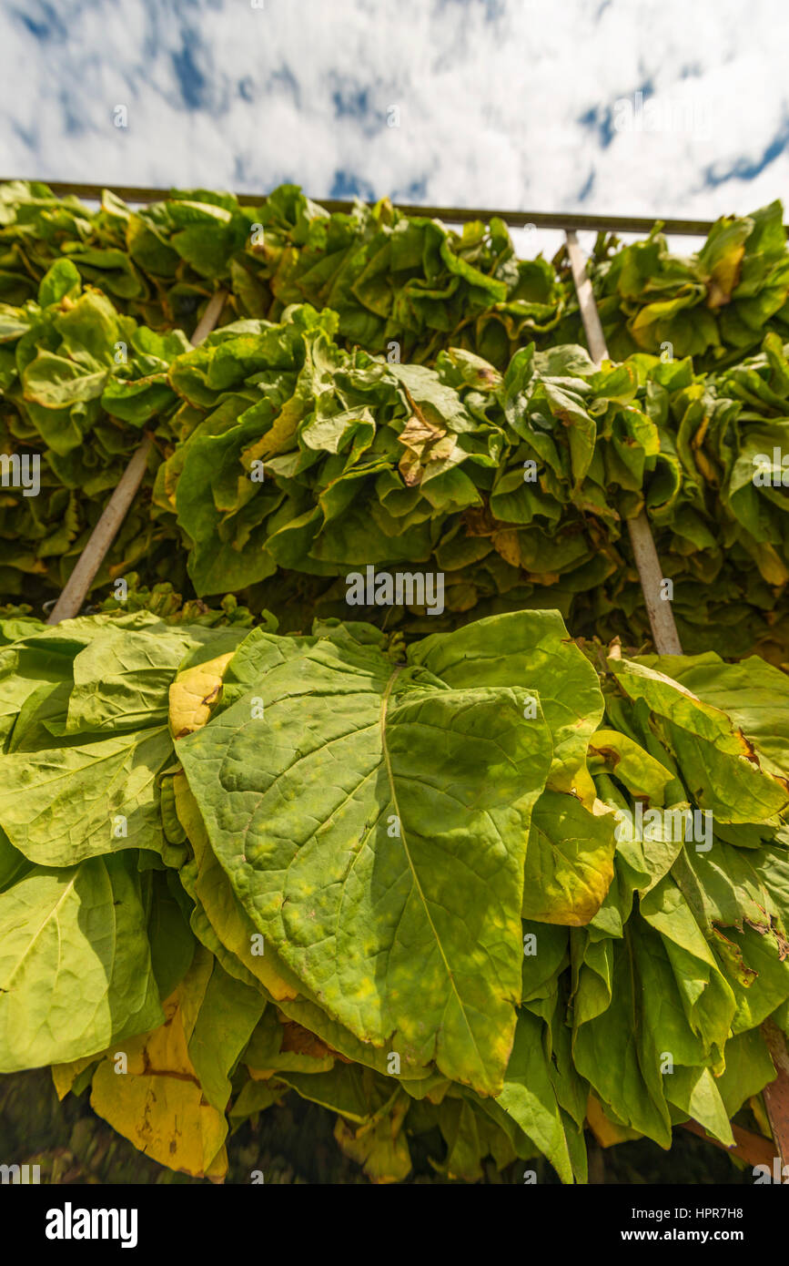 Tabacco visto essere guarito nei fienili in Zimbabwe Foto Stock