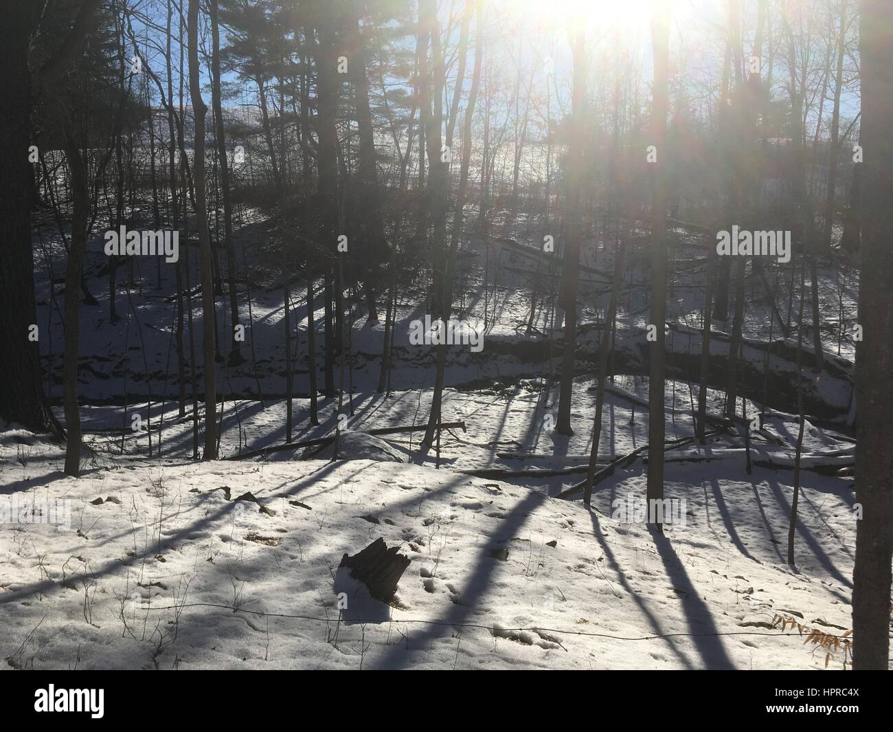Guardando il sole attraverso gli alberi, lunghe ombre sulla neve. Escursioni sul poeta a piedi il sentiero in Red Hook, NY. Lens Flare. Sole splende attraverso deciduou Foto Stock