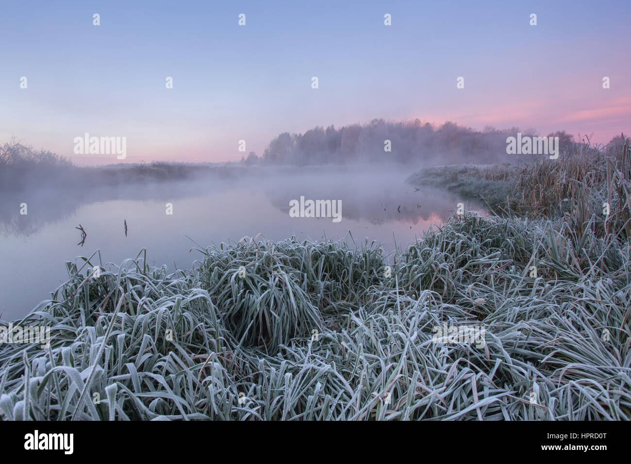 Primo gelo su erba in autunno freddo mattino Foto Stock