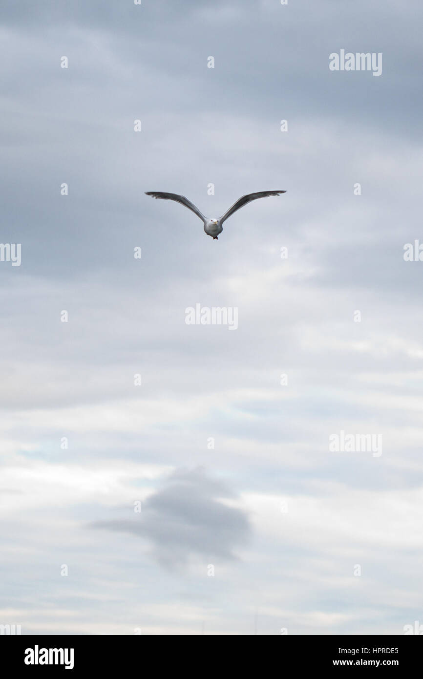 Un Glaucous-winged Gull, Larus glaucescens, alette attraverso le nuvole sopra il porto di Seward, Alaska, Stati Uniti d'America. Foto Stock