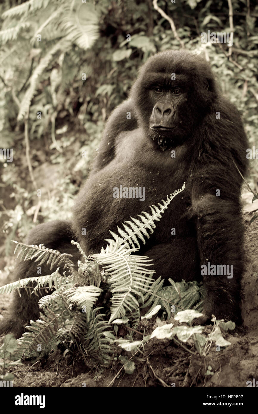 Il Parco nazionale di Virunga, Parq National des Virunga, nella Repubblica democratica del Congo è uno dei pochi luoghi abitati da specie gravemente minacciate di gorilla di montagna, Gorilla beringei. Foto Stock