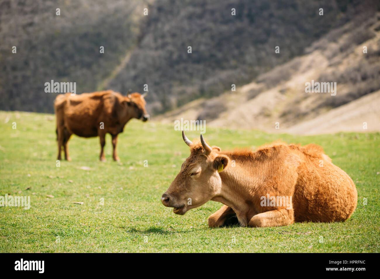 Due Red mucche al pascolo su un verde pendio di montagna in primavera in montagna. Prato o di campo con erba verde. Mucca gli occhi chiusi mentre erba da masticare Foto Stock