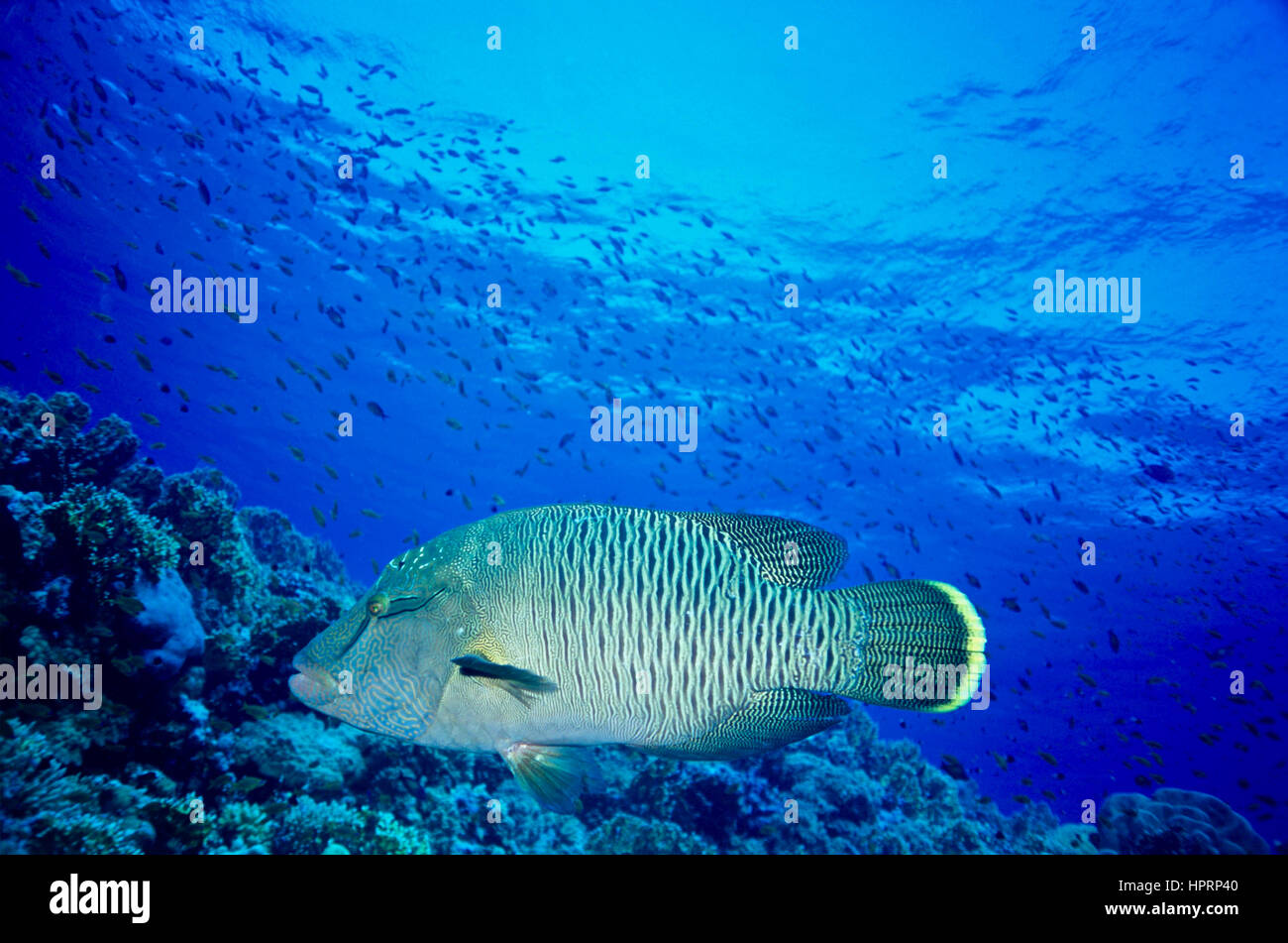 Un bambino humphead wrasse (Cheilinus undulatus). Ritiene di essere stato elevato a mangiare e le labbra afrodisiaco. In via di estinzione sulla Lista Rossa IUCN. Mar Rosso. Foto Stock