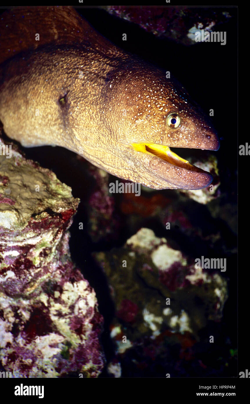 Un yellowmouth moray eel (Gymnothorax nudivomer) emergente dal suo rifugio in una barriera corallina. Fotografato nel Mar Rosso egiziano . Foto Stock
