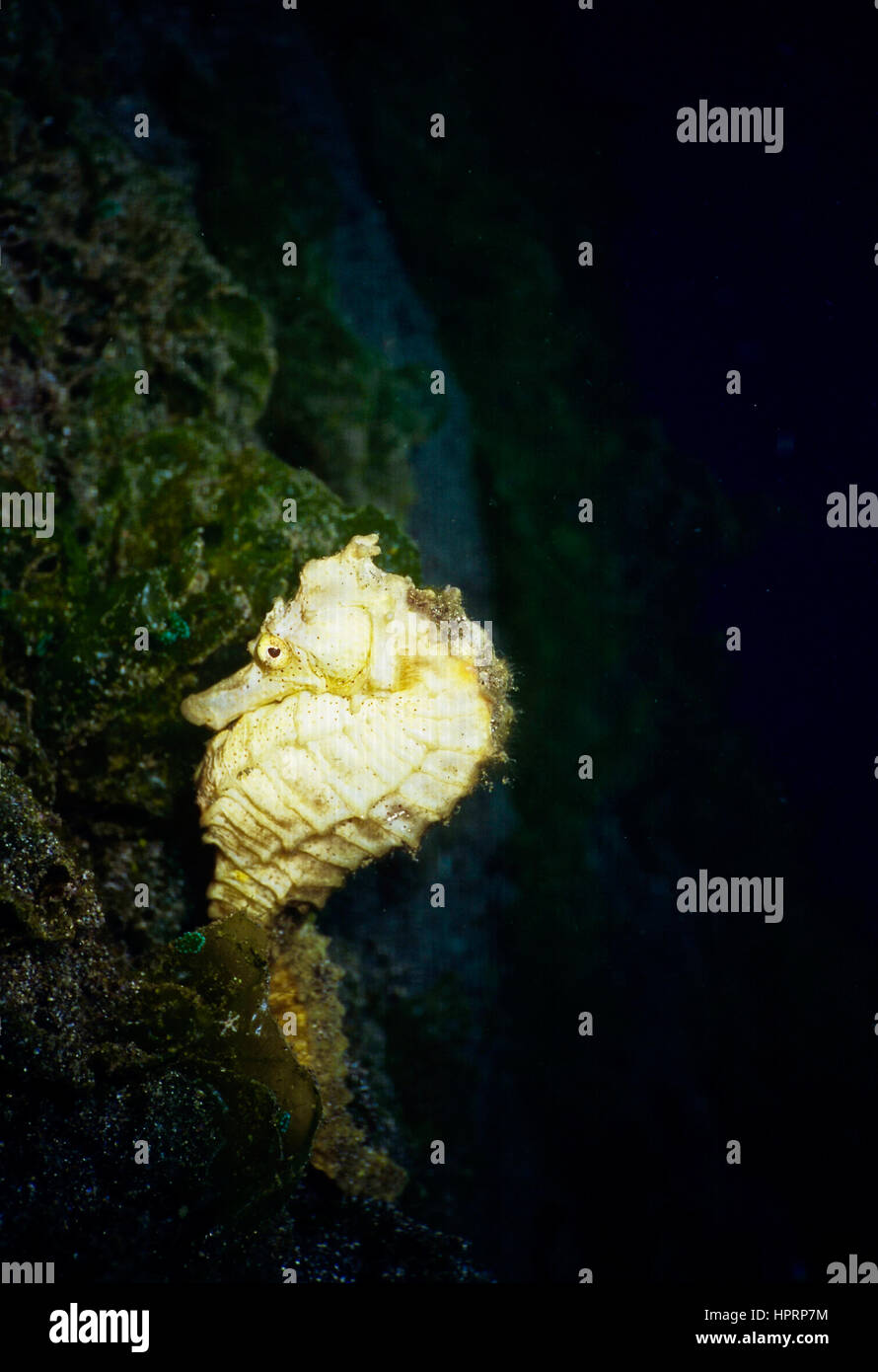 Un cavalluccio marino giallo (Hippocampus kuda) aggrappandosi al per la barriera corallina con la sua coda prensile. Più vulnerabili della Lista Rossa IUCN. Acque Balinese, Indonesia. Foto Stock