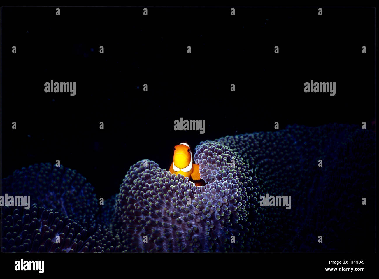 Un pesce pagliaccio (Amphiprione percula) che si apena dal rifugio del suo anemone tappeto ospite (Stichodactyla haddoni). Relazione simbiotica. Bali, Indonesia. Foto Stock