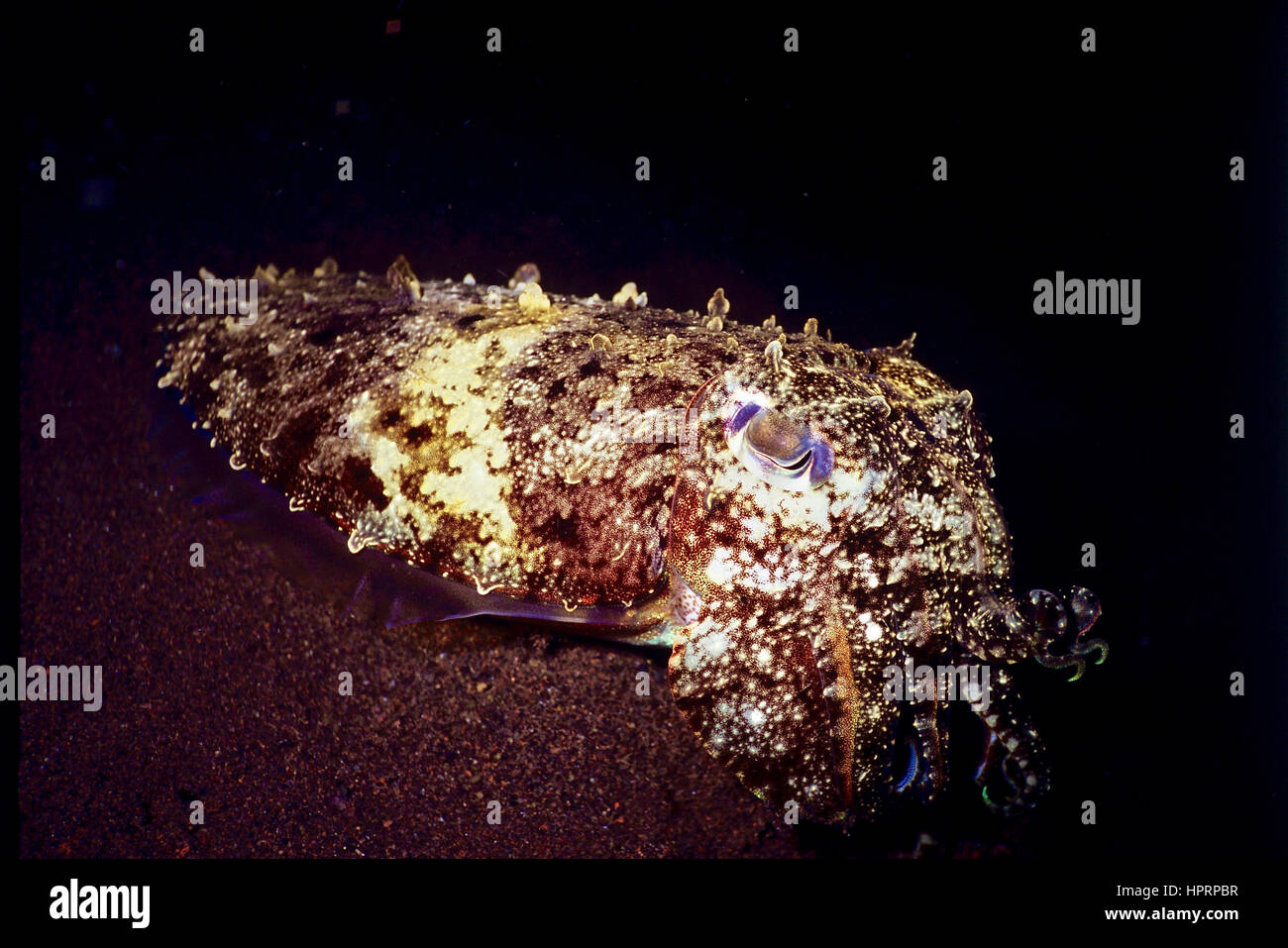 Broadclub Seppie (Sepia latimanus). Sebbene un mollusco è molto intelligente. Visualizza una gamma di colori e texture. Bali, Indonesia. Foto Stock