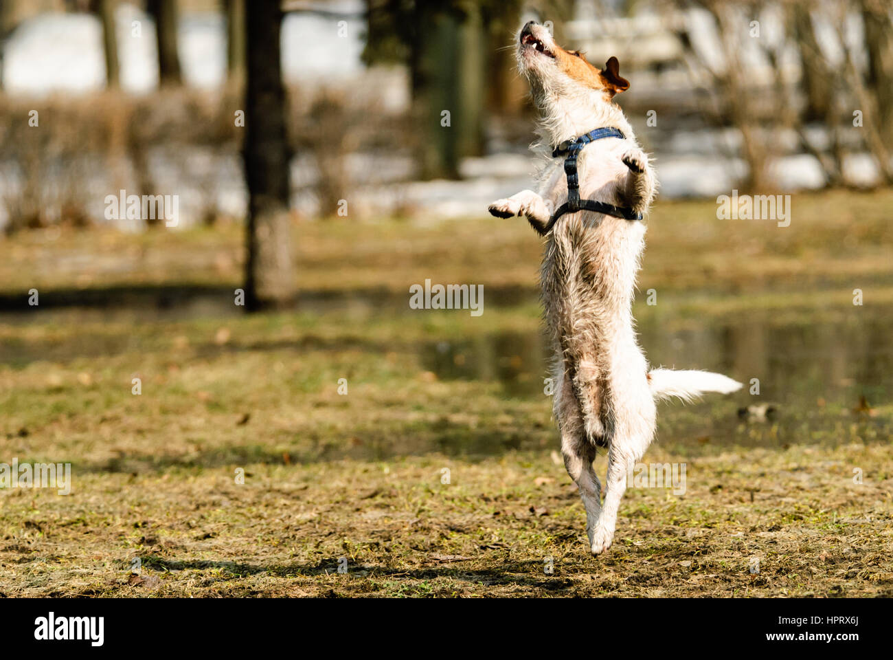 Cane con ventre sporco saltando al prato primavera (copia spazio) Foto Stock
