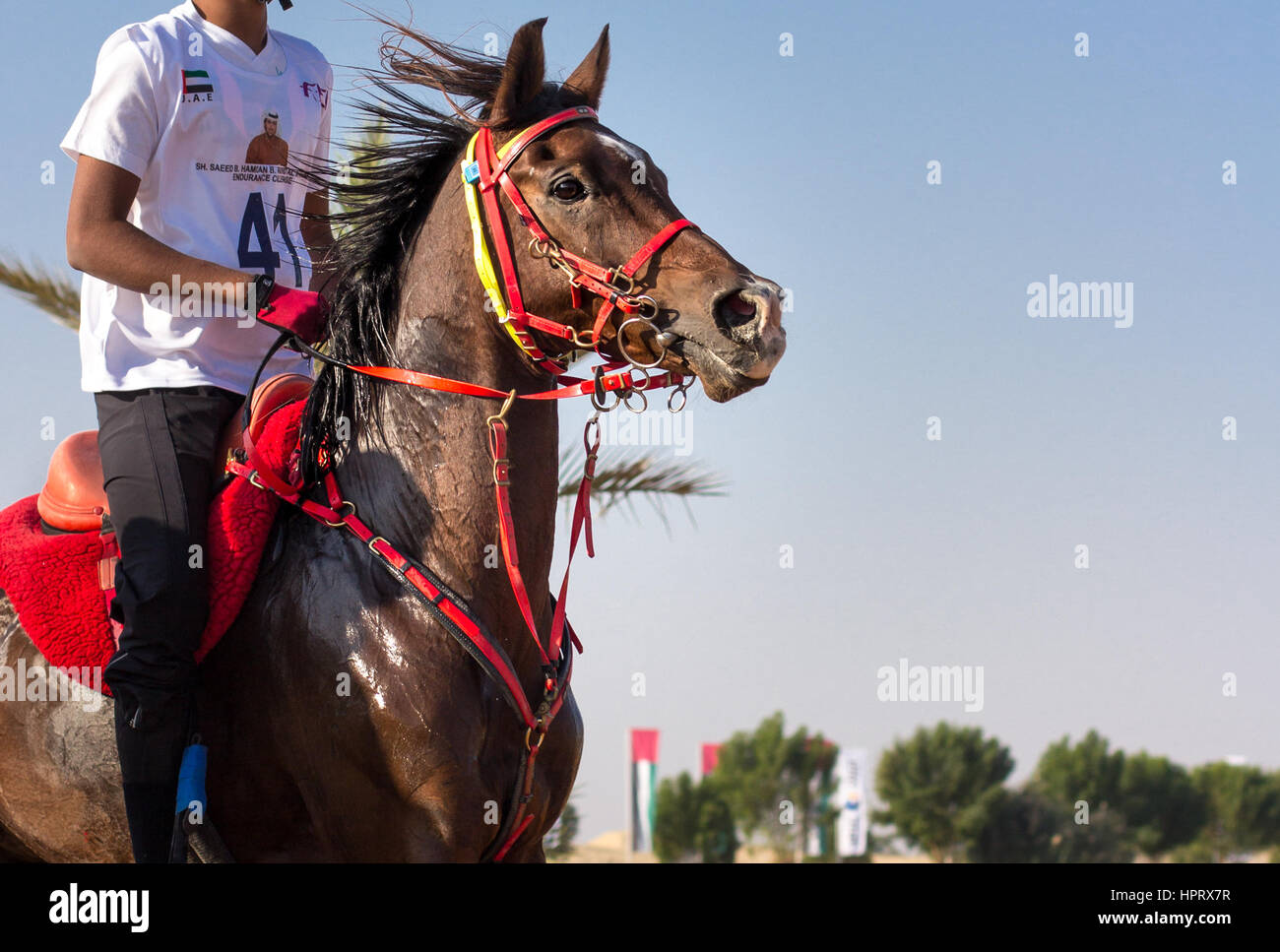 Dubai, Emirati Arabi Uniti - 19 DIC 2014: pilota e il suo cavallo che partecipano in un deserto gara endurance. Foto Stock