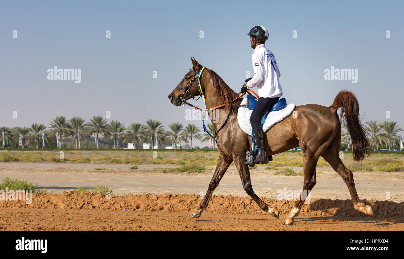 Dubai, Emirati Arabi Uniti - 19 DIC 2014: pilota e il suo cavallo che partecipano in un deserto gara endurance. Foto Stock