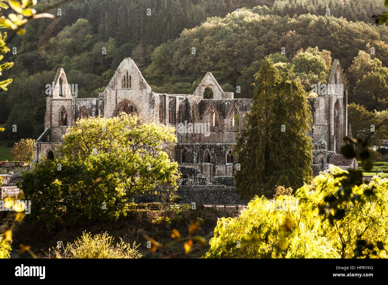 Le rovine di Tintern Abbey in Monmouthshire, Galles. Foto Stock