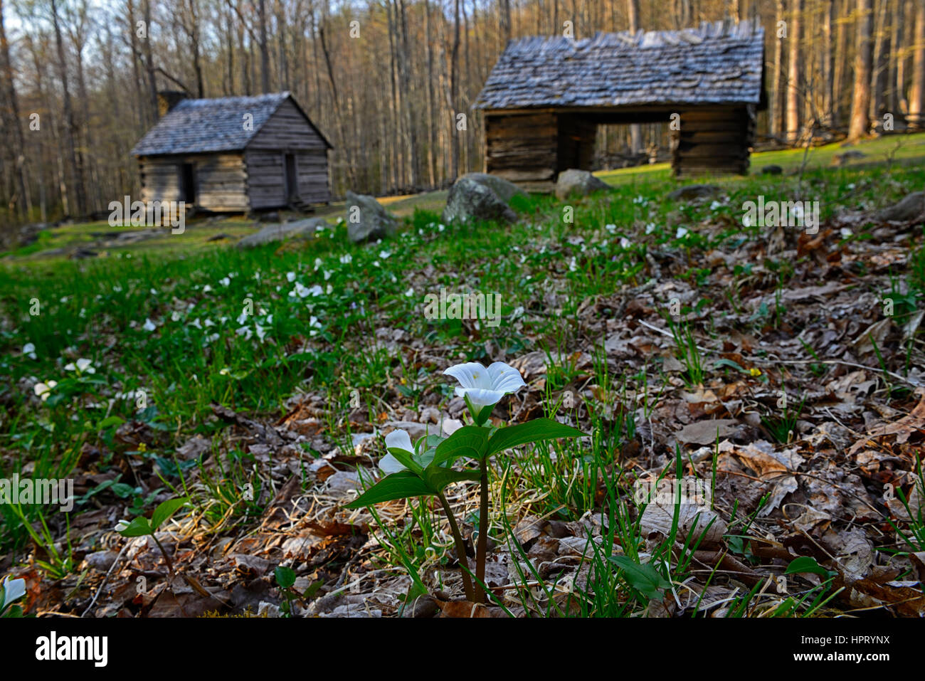 Trillium grandiflorum, bianco wake robin, fiori, fioritura, molla, Alex Cole farm, baite, cottage, Homestead, house, Roaring Fork Natura del motore Foto Stock