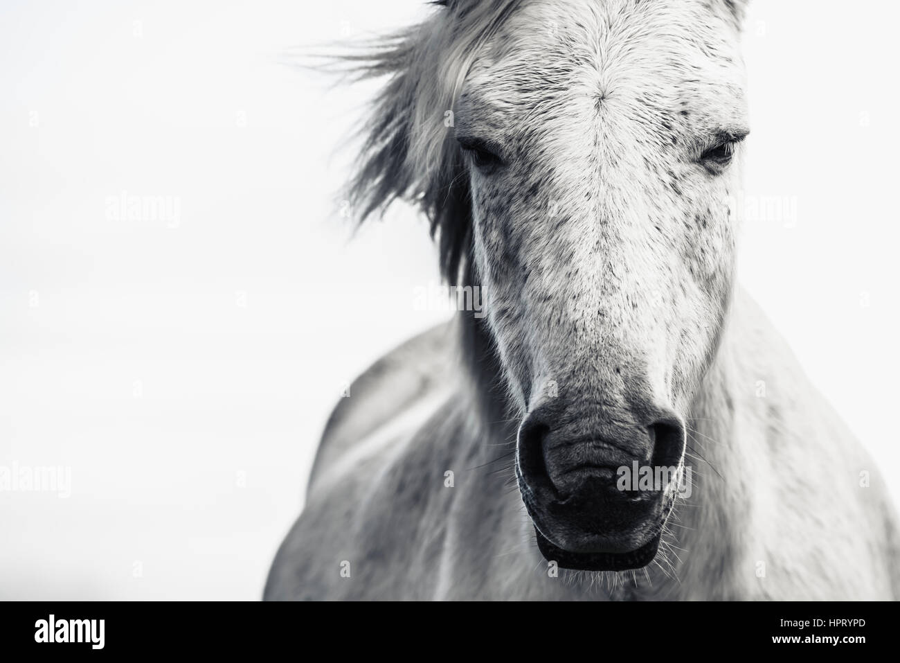 Cavallo grigio visualizzato sulla testa Foto Stock