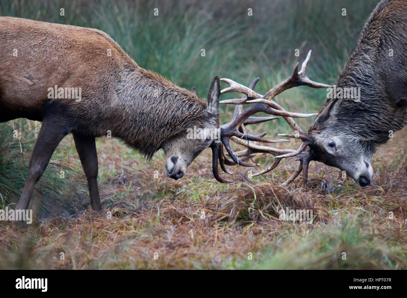 Due Red Deer Stags che infuriano Inghilterra Regno Unito Foto Stock