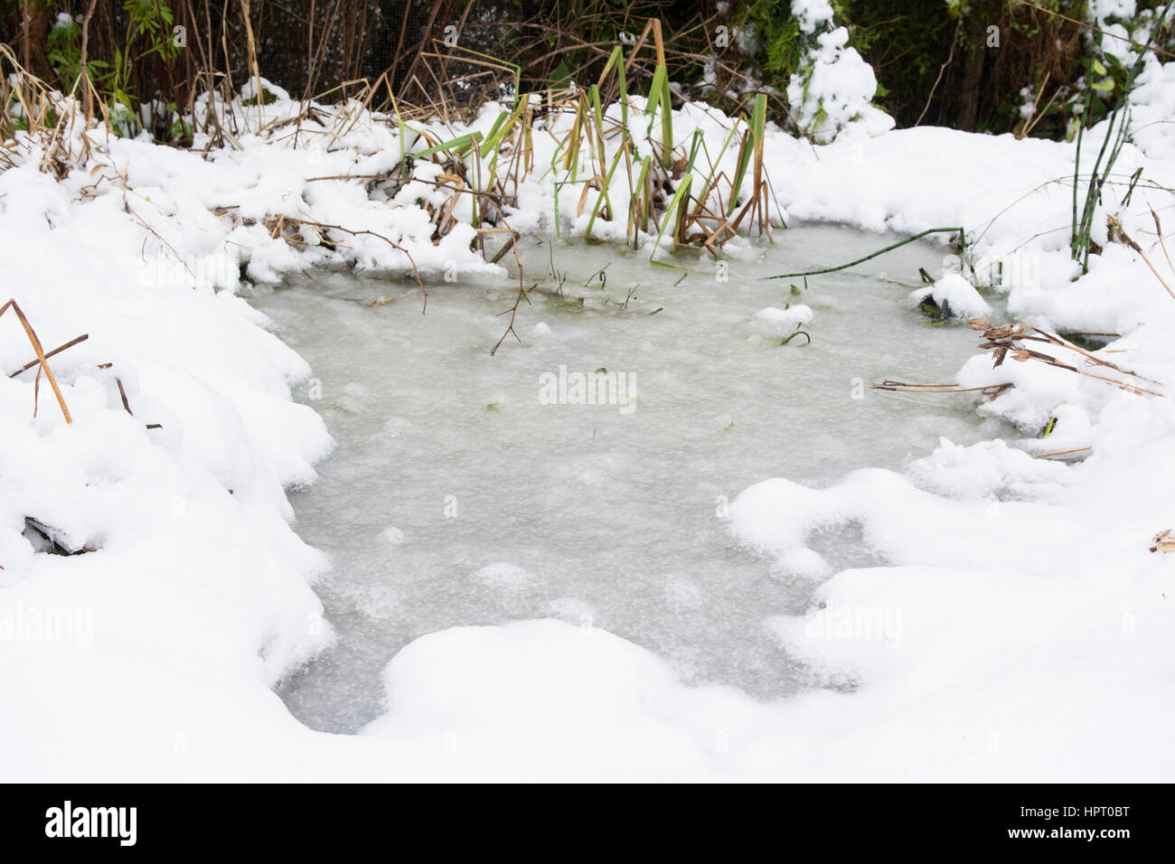 La fauna selvatica stagno coperto di neve in inverno Foto Stock