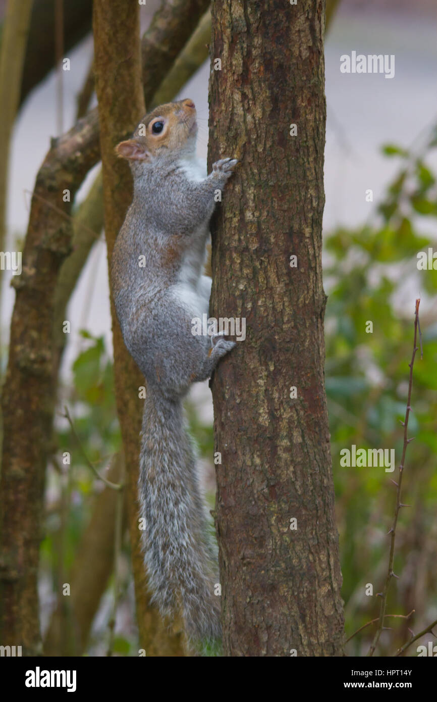 Grigio orientale scoiattolo (Sciurus carolinensis) Foto Stock