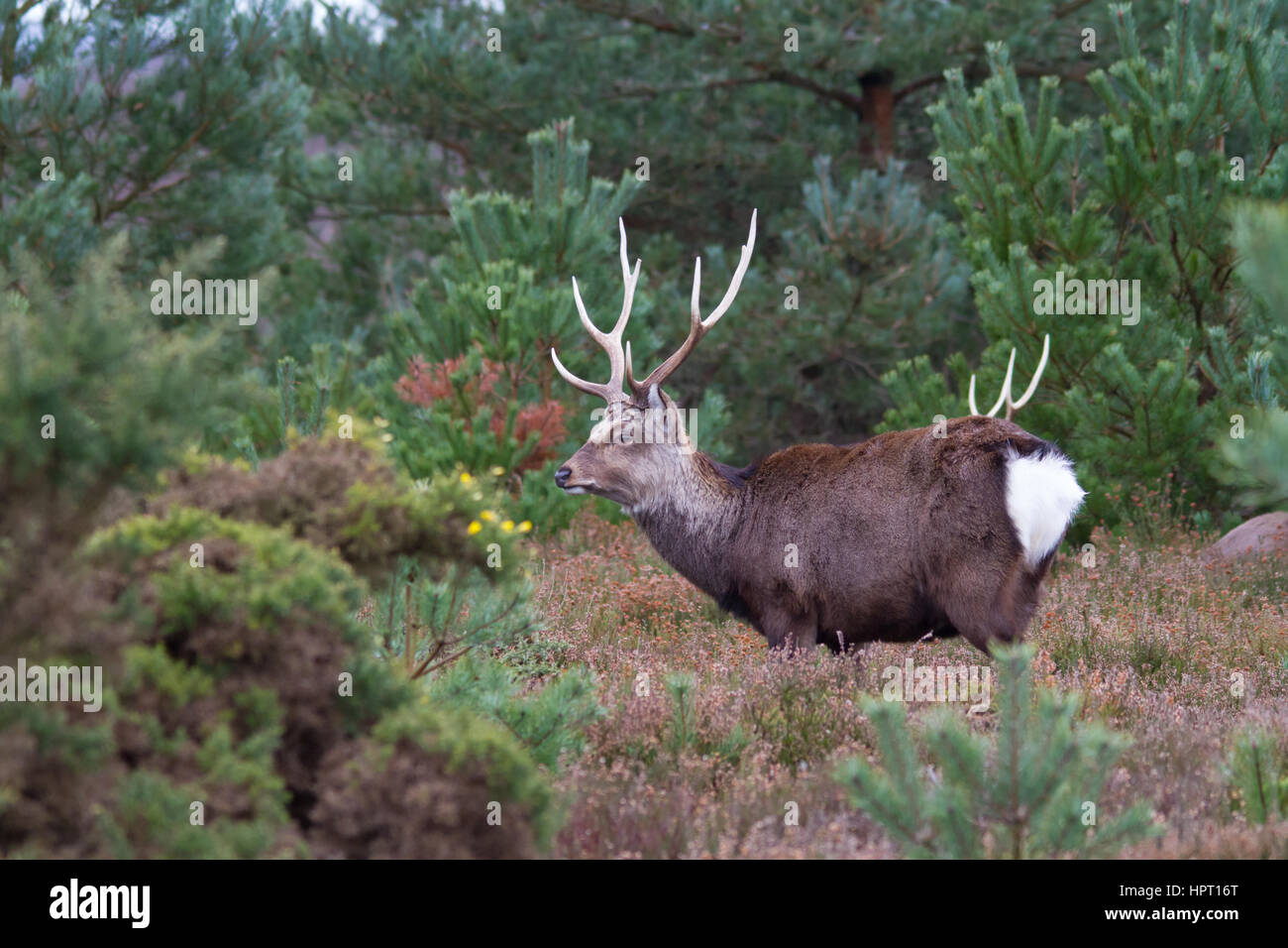 Sika cervo (Cervus nippon) noto anche come il cervo macchiato o il cervo giapponese Foto Stock