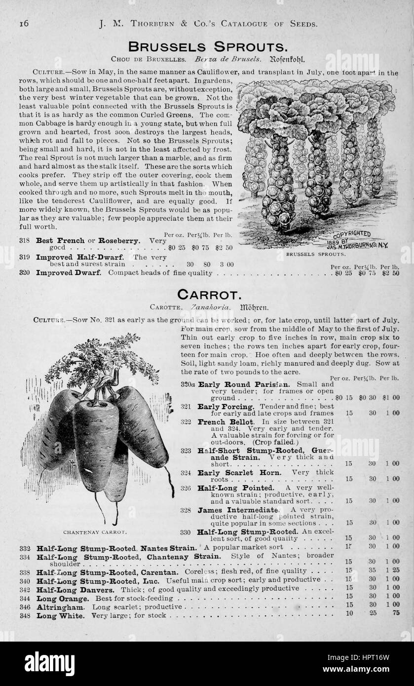 Illustrazione di carote e cavolini di Bruxelles da JM Thorburn e annuo della società catalogo descrittivo dei semi di fiori, 1975. Foto Stock