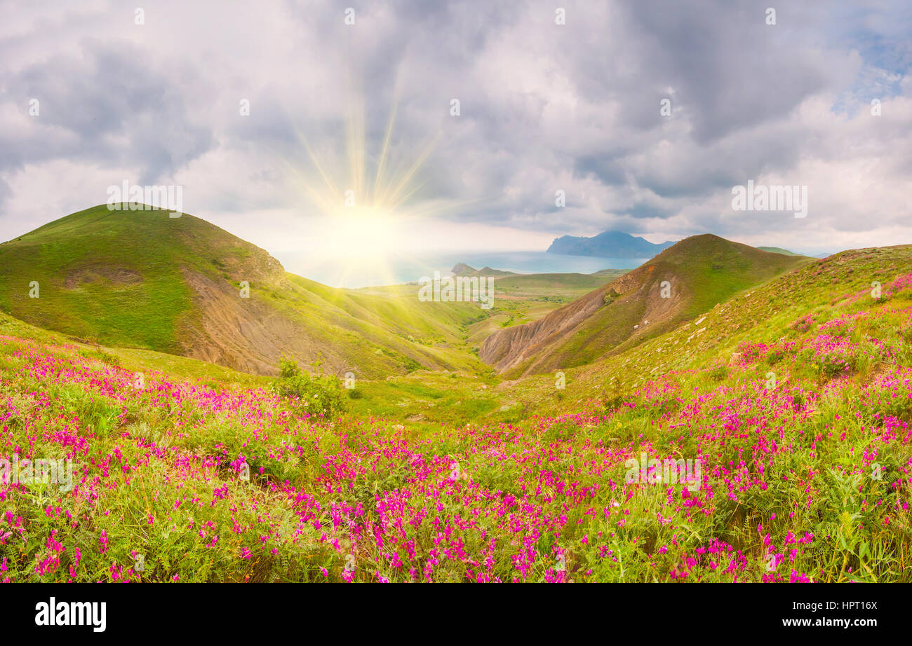 Giornata di sole sul mare con fiori in fiore Foto Stock