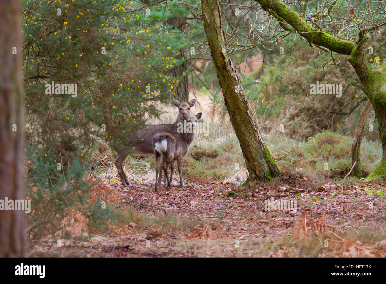 Sika cervo (Cervus nippon) noto anche come il cervo macchiato o il cervo giapponese Foto Stock