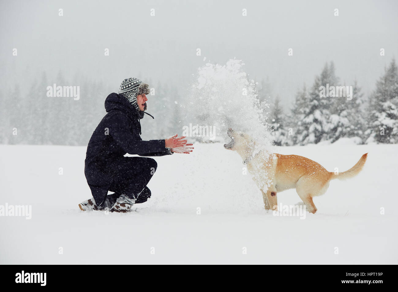 L uomo è in corso di riproduzione con il suo giallo labrador retriever nel paesaggio invernale Foto Stock