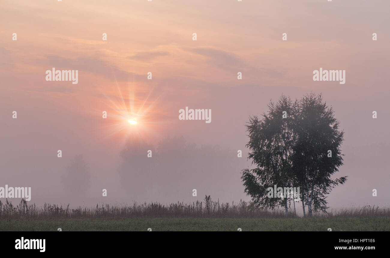 Estate foggy sunrise con il sole splende attraverso la nebbia Foto Stock