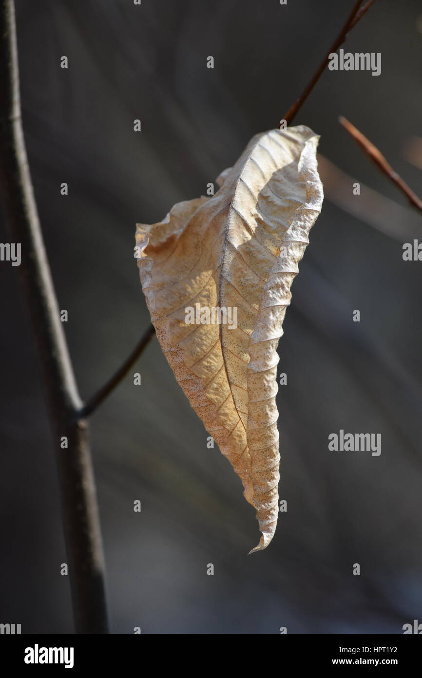 Solitaria foglie essiccate appeso dal ramo Foto Stock