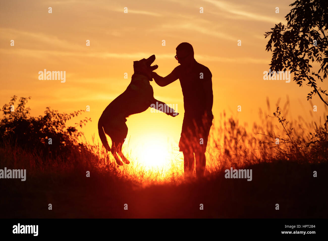 Giovane uomo con il suo giallo labrador retriever in natura - back lit Foto Stock