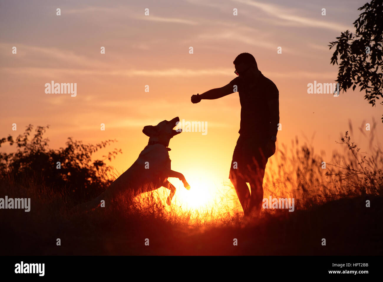 Giovane uomo con il suo giallo labrador retriever in natura - back lit Foto Stock