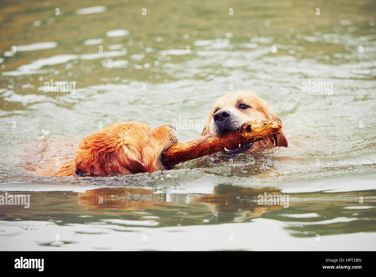 Due golden retriever cani sono il nuoto con bastone. Foto Stock