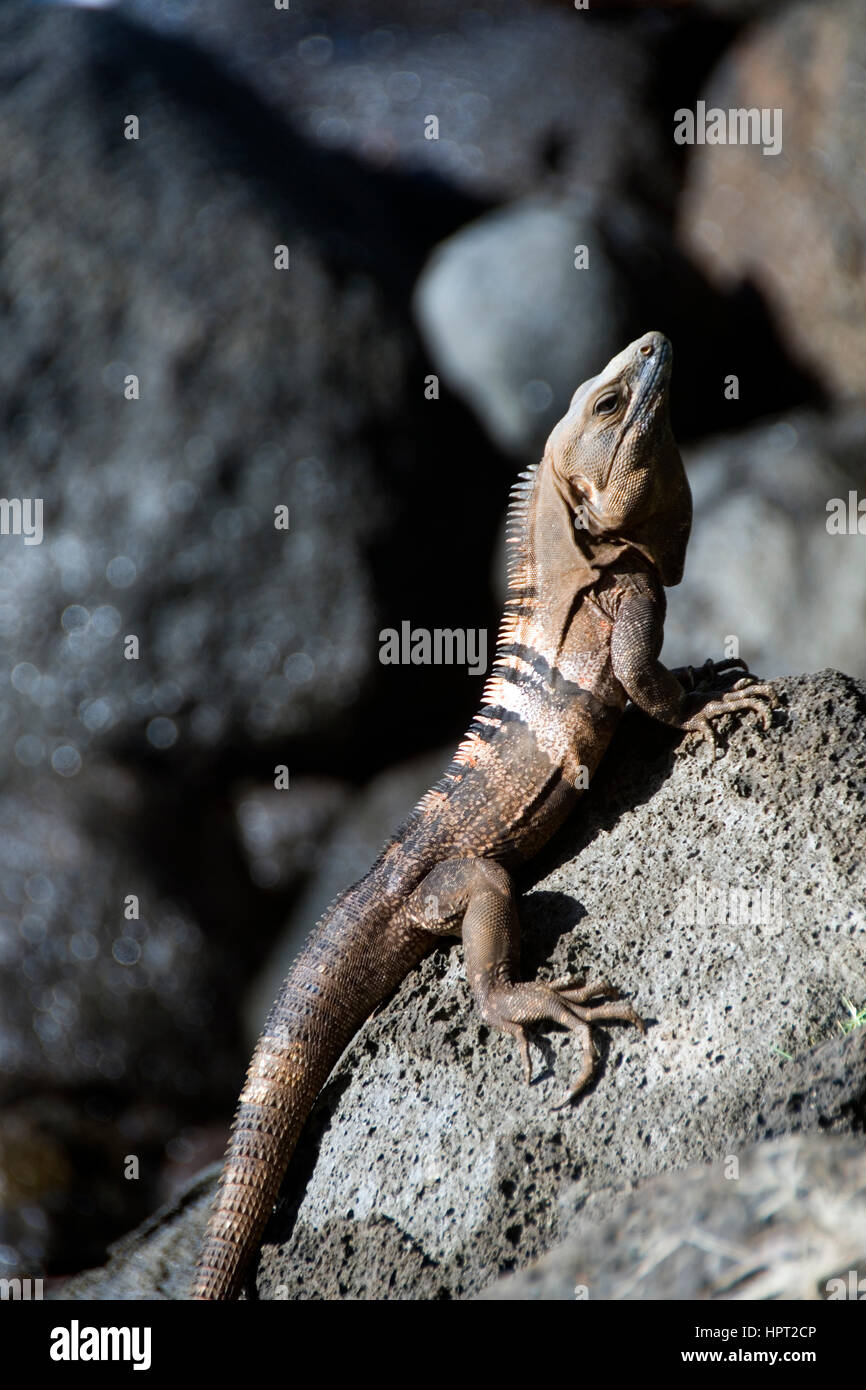 Fotografato il Big Corn Island Nicaragua un Ctenosaura similis, comunemente noto come la spinosa nero-tailed, Iguana iguana nero o nero ctenosaur, è Foto Stock