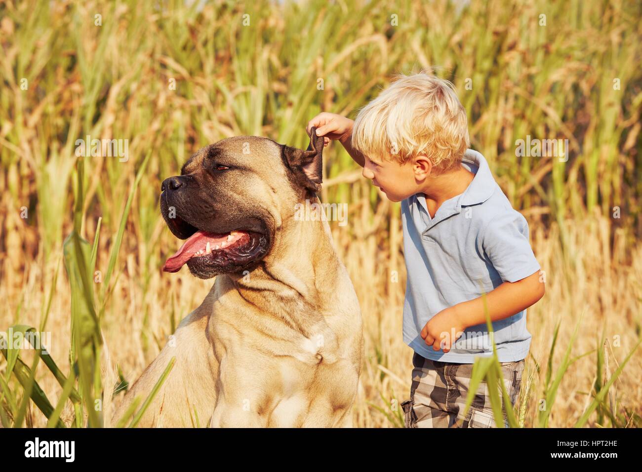 Little Boy sta giocando con il suo cane di grandi dimensioni. Foto Stock