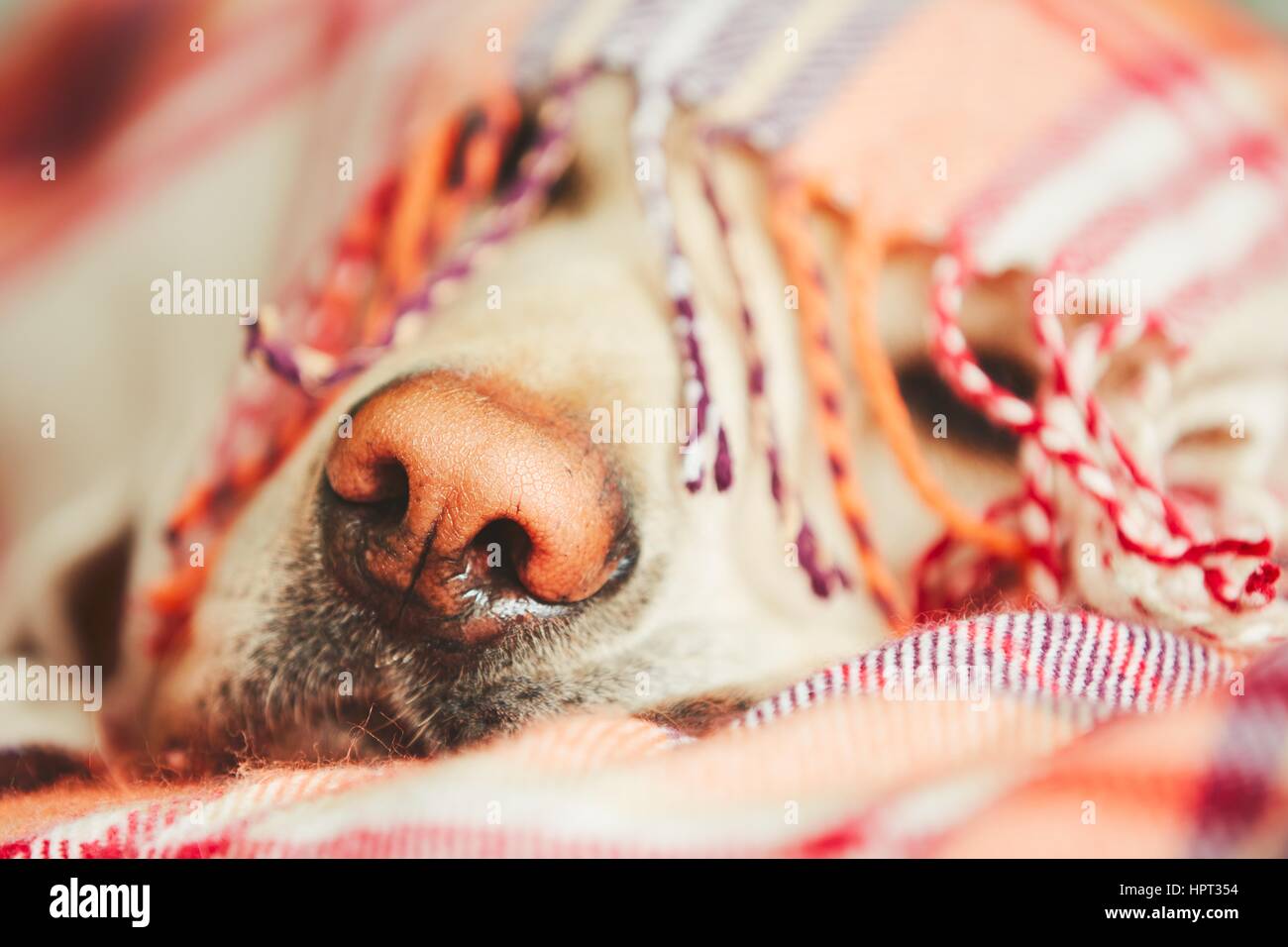 Muso di Sleepy Dog (giallo labrador retriever) sotto la coperta sul letto. Foto Stock