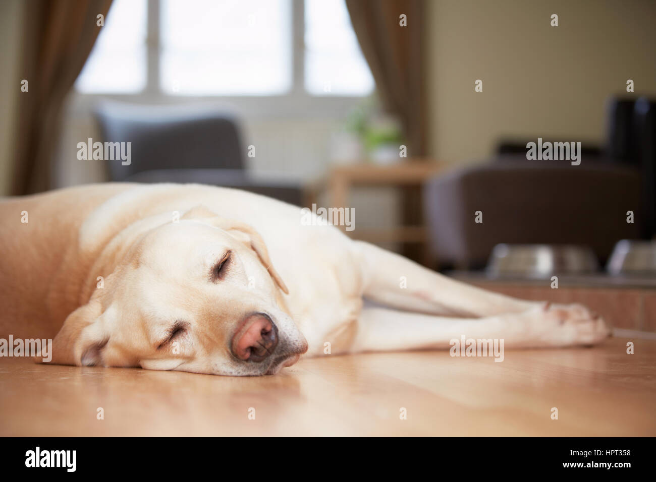 Giallo labrador retriever è in attesa a casa. Foto Stock