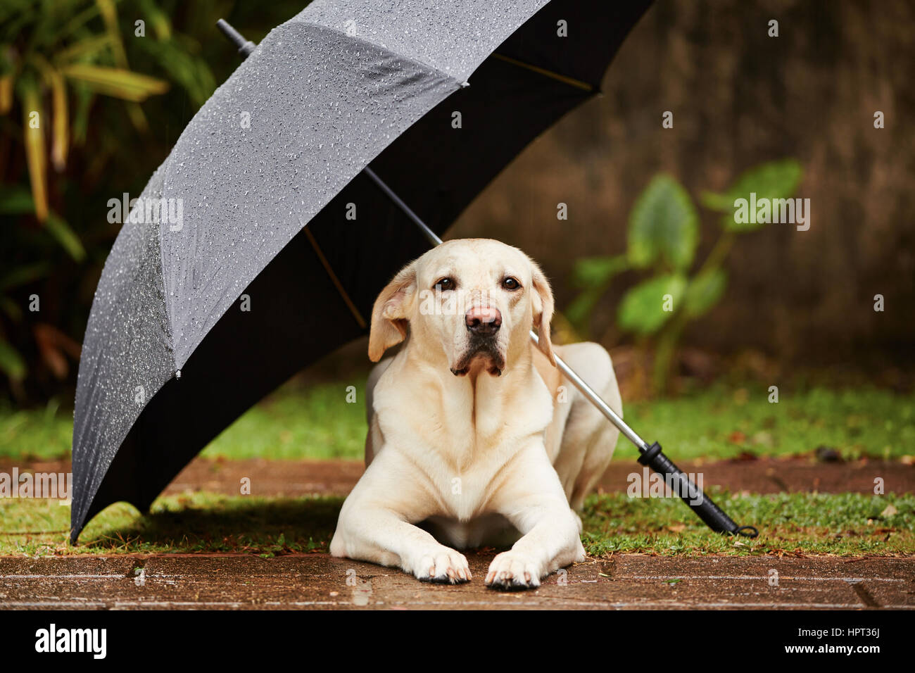Cane sotto l'ombrello immagini e fotografie stock ad alta risoluzione -  Alamy