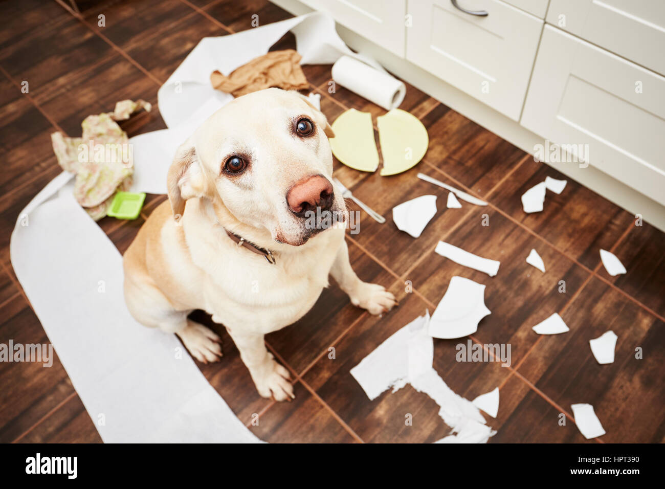 Naughty Dog - cane giacente nel mezzo della confusione in cucina. Foto Stock