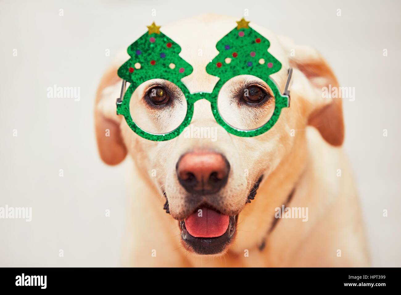 Il tempo di Natale con il cane. Il Labrador retriever indossa divertente albero di Natale bicchieri. Foto Stock