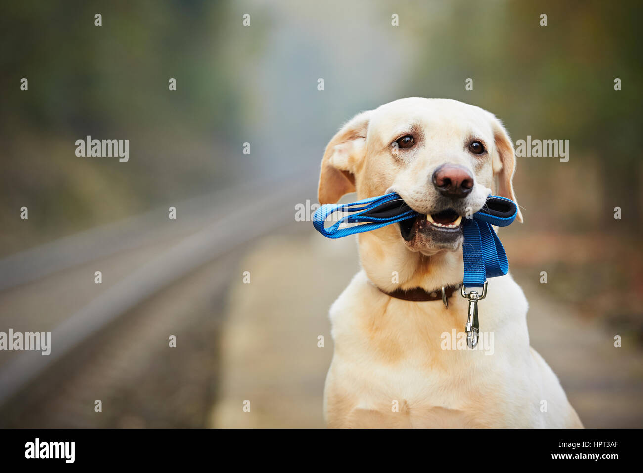 Il cane è in attesa che il proprietario sulla piattaforma ferroviaria Foto Stock