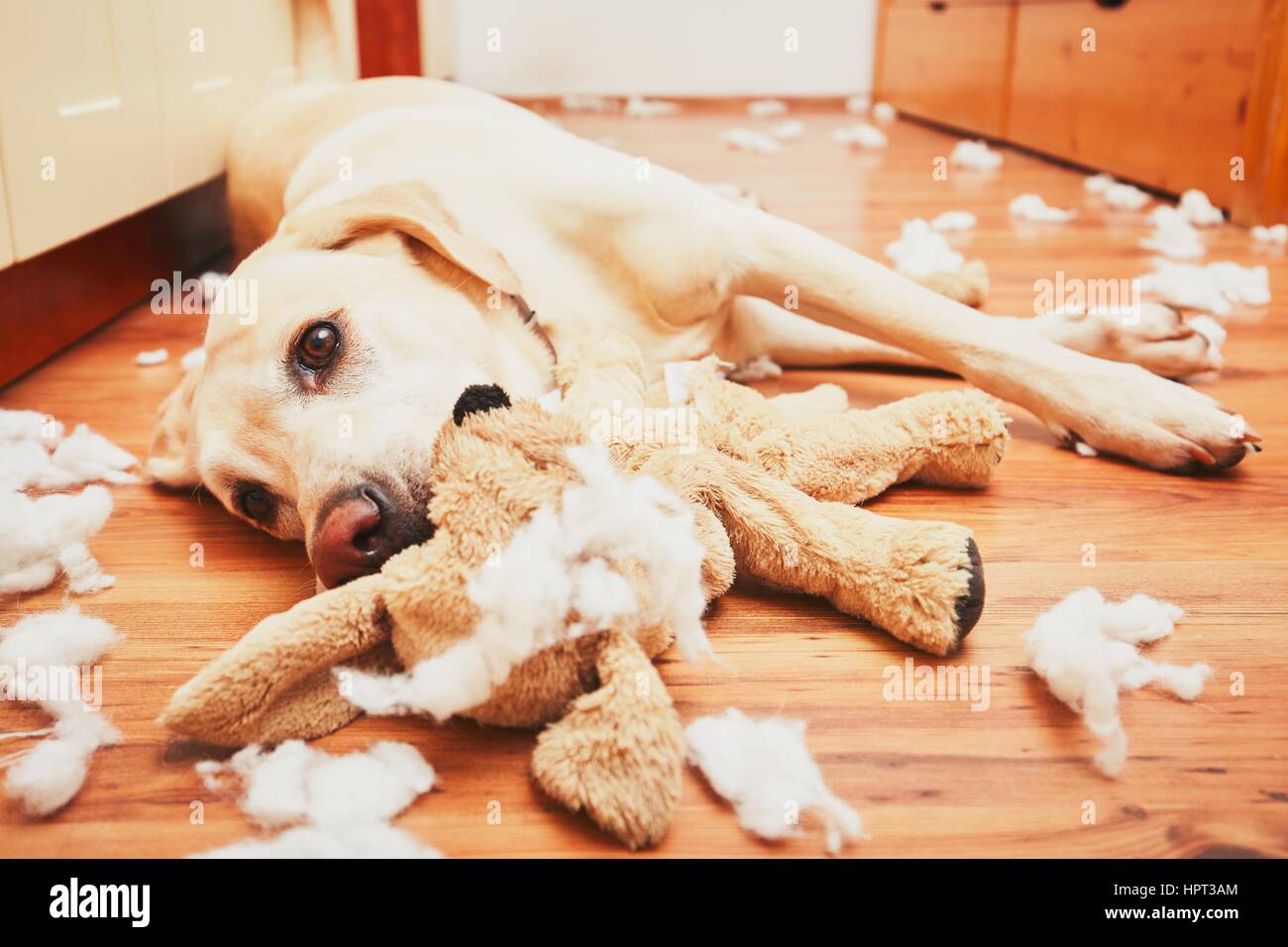 Naughty dog a casa da solo - giallo labrador retriever distrutto il giocattolo di peluche e fatto un pasticcio in appartamento Foto Stock