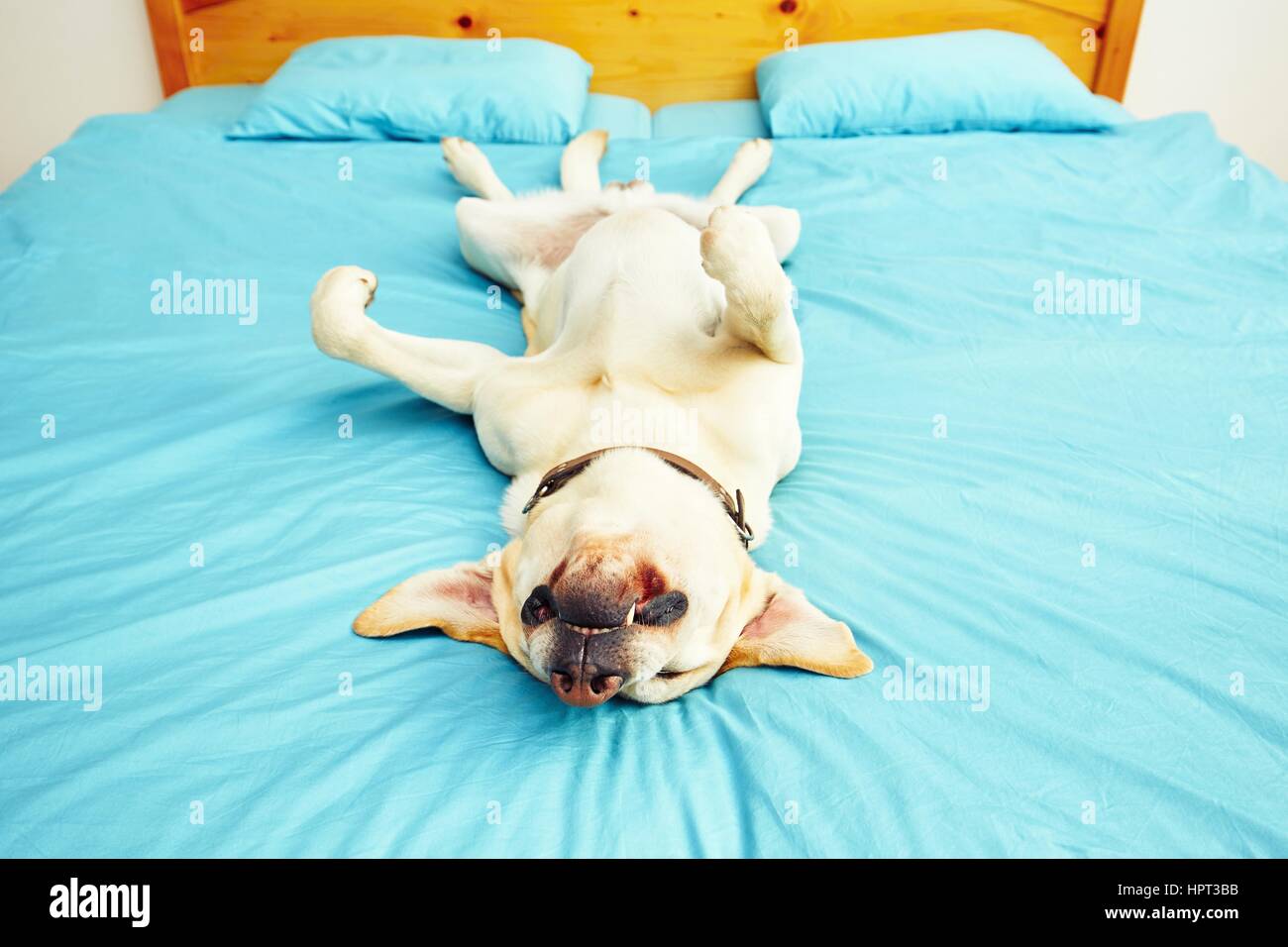 Il cane è sdraiato sulla schiena sul letto - messa a fuoco selettiva Foto Stock